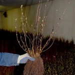 Bare root - Physocarpus