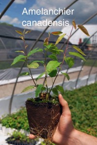 Amelanchier canadensis - Canadian serviceberry <i>Amelanchier canadensis</i> - Canadian serviceberry
