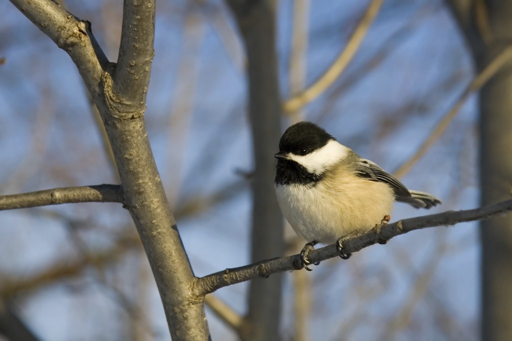 Black capped chickadee Black-capped Chickadee