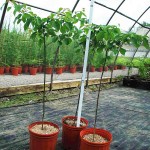 Cornus alternifolia
