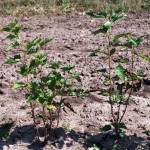 Coco-fibre pots
