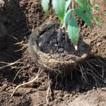 Coco-fibre pot