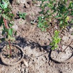 Coco-fibre pots