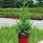 Eastern Red Cedar
