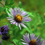 Perennials