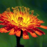 Perennials