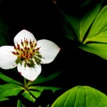 Perennials