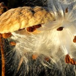 Milk Weed Rail Trail
