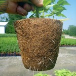 Great root penetration once planted