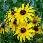 Perennials