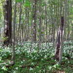 Trilliums