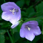 Perennials