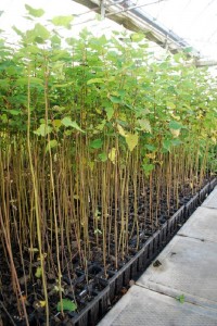 Populus tremuloides - Quaking Aspen <i>Populus tremuloides</i> - Quaking Aspen