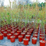 Pr. virginiana