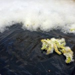 Salix lucida seeds