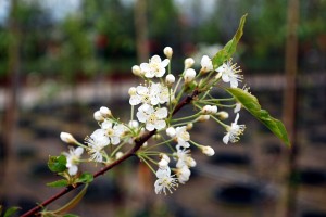 blog.DSC_0549 Pin cherry (Prunus pensylvanica) flowers