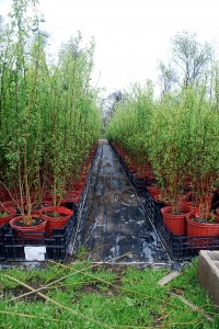 blog.DSC_0564 Willow (Salix sp.) greening up quickly
