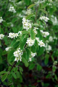 blog.DSC_0567 Allegheny Serviceberry (Amelanchier laevis) flowers