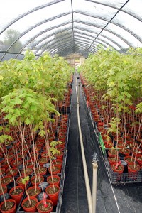 blog.DSC_0568 Sugar Maple in 1 Gallon Pots