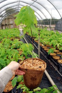 blog.DSC_0570 White oak (Quercus alba) planted 18 months ago