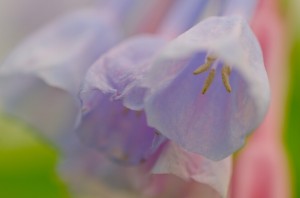 A macro view of Virginia Bluebell flowers, showing the stamens covered in pollen (photo by John Verbinnen)
